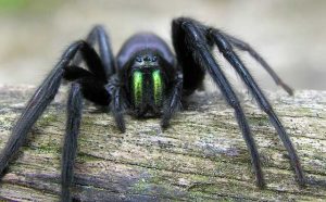 rêver d'araignée noire