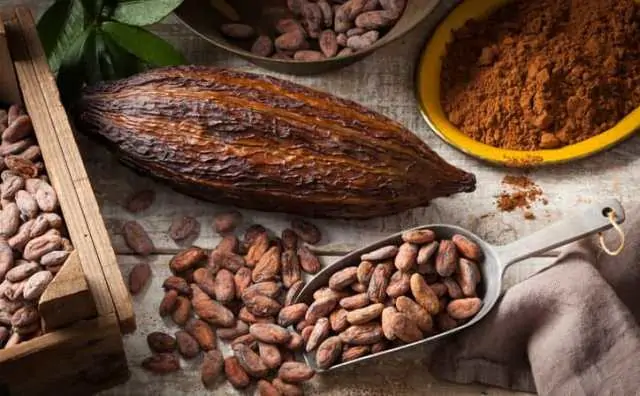 rêver de cacao