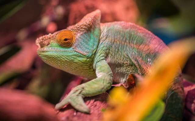 rêver de caméléon en islam