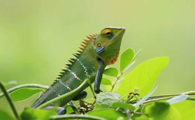 Pourquoi rêver de caméléon ?