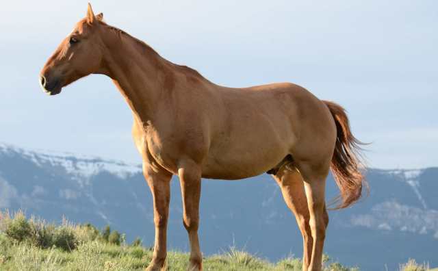 rêver de cheval marron