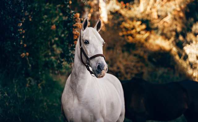 rêver de cheval