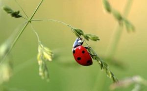 rêver de coccinelle