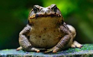 rêver de crapaud