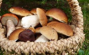 rêver de cueillir des champignons