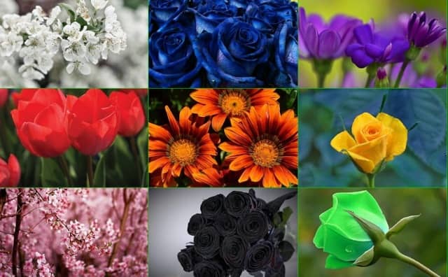 Signification des couleurs des fleurs