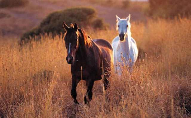 La signification du rêve de cheval en liberté : 