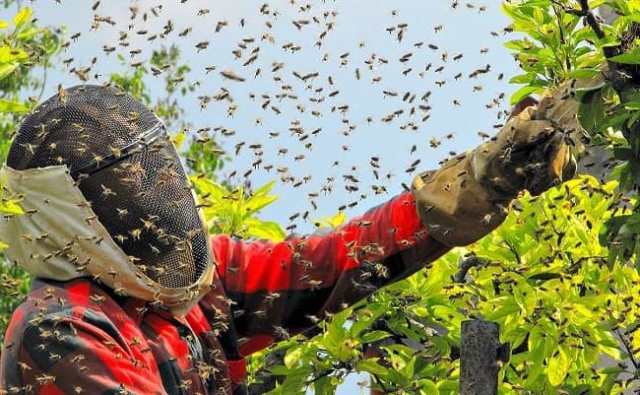 Rêve d'être poursuivi par des abeilles : explications.