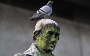 Rêver de caca d'oiseau - Quelles significations ?