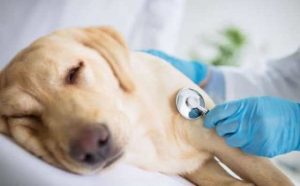 rêver de chien blessé