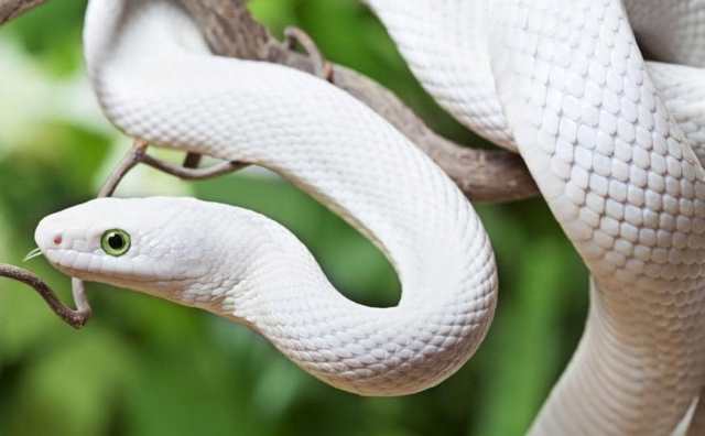 rêver de serpent blanc