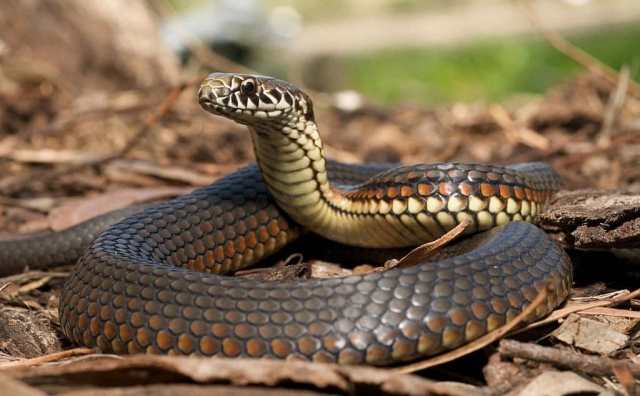 Pourquoi j'ai encore rêvé de serpent cette nuit? 