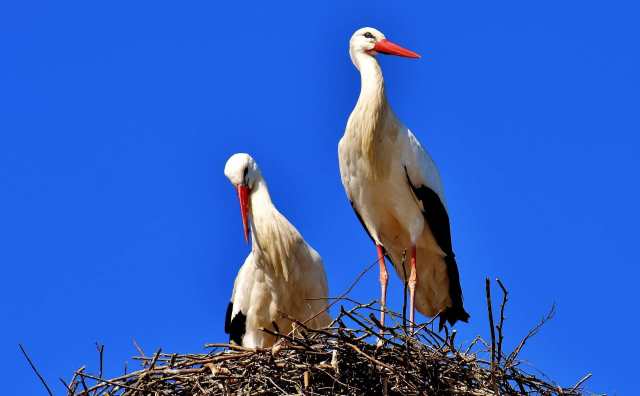 rêver de cigogne