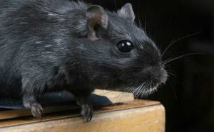rêver de rat noir signification