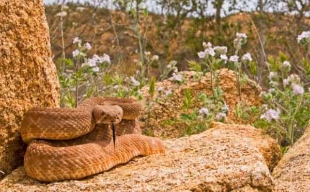 rêver de serpents invisibles