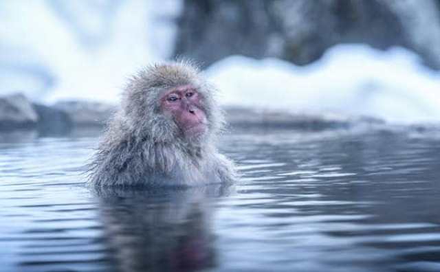 rêver de singe blanc