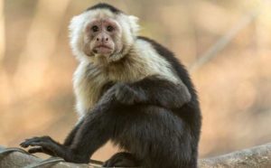 rêver de singe signification