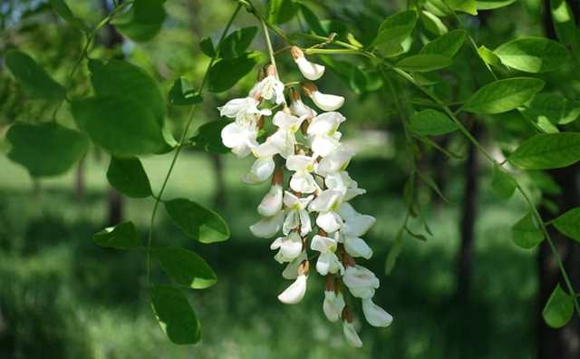 Les symboles de l'acacia et sa signification :