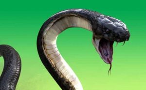 Pourquoi rêver d'attaque de serpent ?