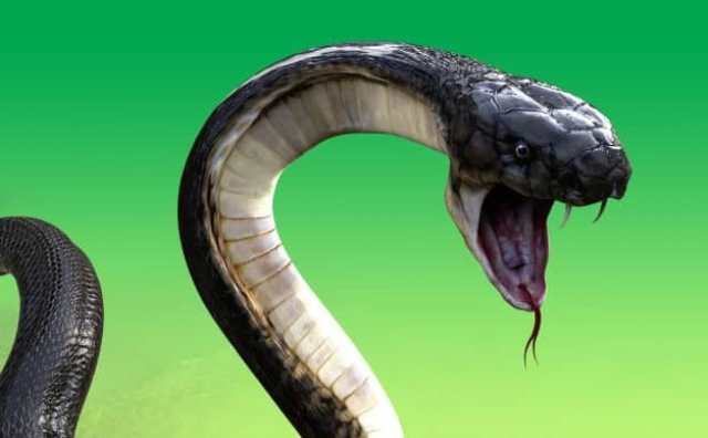 Pourquoi rêver d'attaque de serpent ?