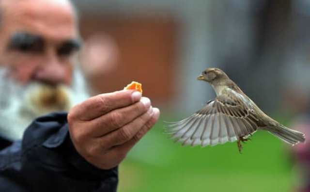 Pourquoi rêver d'attraper des oiseaux ?