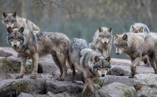 Pourquoi rêver d'être entouré de loups ?