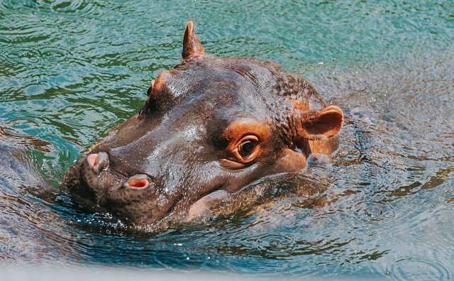 Rêver d'hippopotame dans l'eau - Quelles significations ?