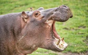 Pourquoi rêver d'hippopotame ?