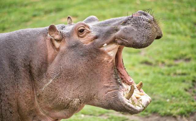 Pourquoi rêver d'hippopotame ?