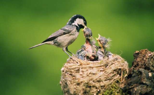 Pourquoi rêver d'oiseau dans un nid ?