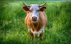 Pourquoi rêver de boeuf ?