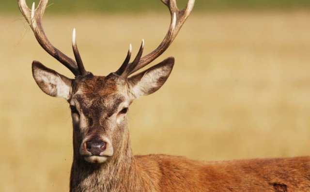 Pourquoi rêver de cerf ?