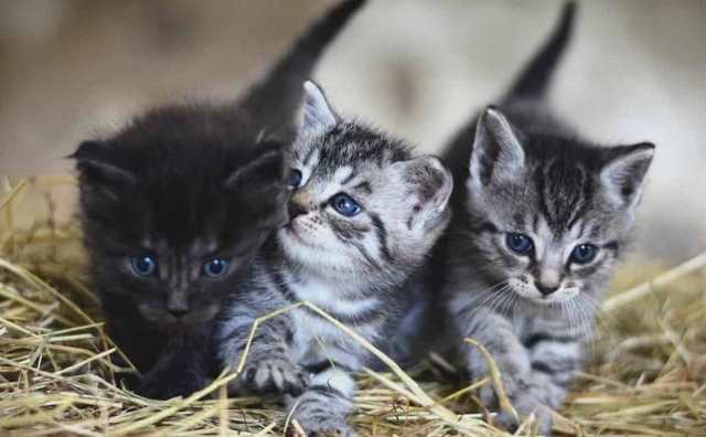 Pourquoi rêver de chatons ?