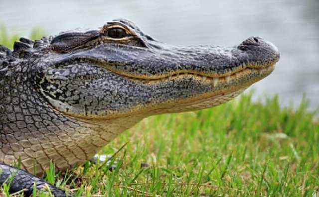 Pourquoi rêver de crocodile qui vous poursuit ?