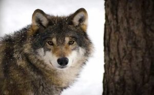 Pourquoi rêver de fuir un loup ?