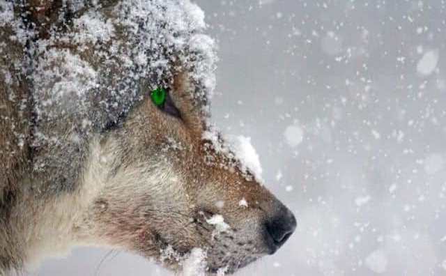 Pourquoi rêver de loup aux yeux bleus ?