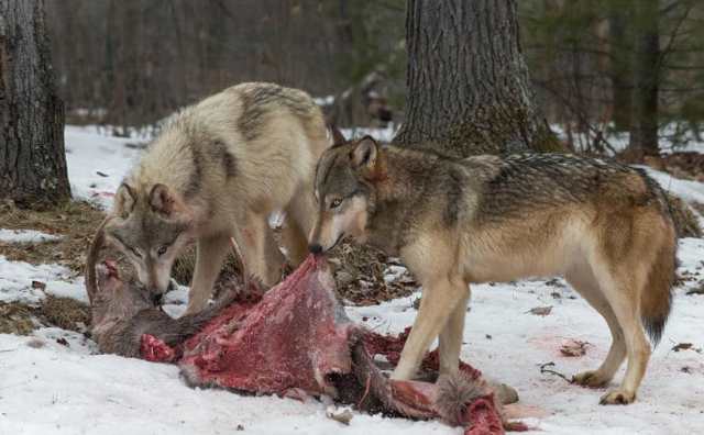 Pourquoi rêver de nourrir un loup ?