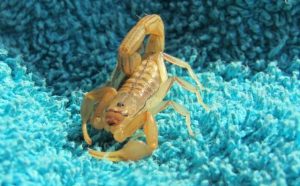 Pourquoi rêver de scorpion jaune ?