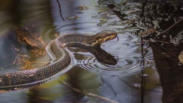 Le rêve de serpent dans une rivière : 