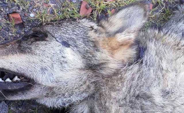 Pourquoi rêver de tuer un loup ?