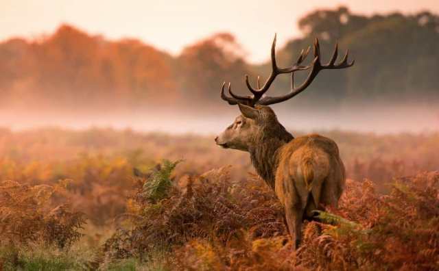 Comment interpréter le rêve de voir un cerf en liberté dans les bois ?