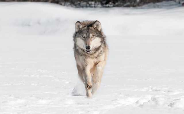 La signification de rêver d'un loup qui vous poursuit pour vous attaquer: