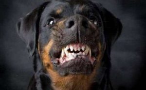 Pourquoi rêver d'avoir peur d'un chien ?