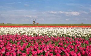 Pourquoi rêver de champ de tulipes ?