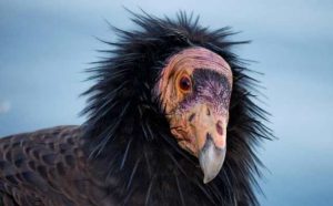 Pourquoi rêver de condor ?