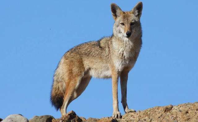 Pourquoi rêver de coyote ?