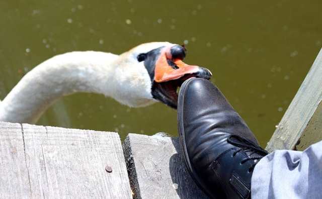 Pourquoi rêver de cygne agressif ?