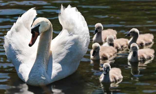 Que signifie le rêve avec un cygne en Islam? 