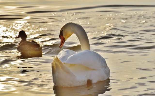 Pourquoi rêver de cygne ?