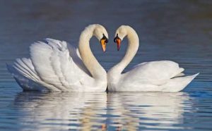 Comment bien interpréter rêver de deux cygnes ?